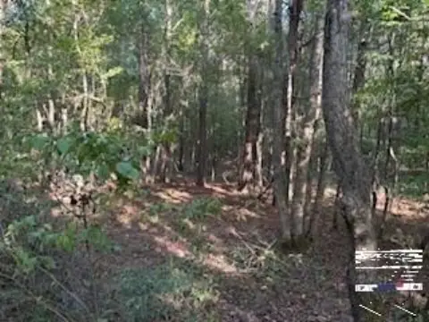 Timber Hunting Land with Creek