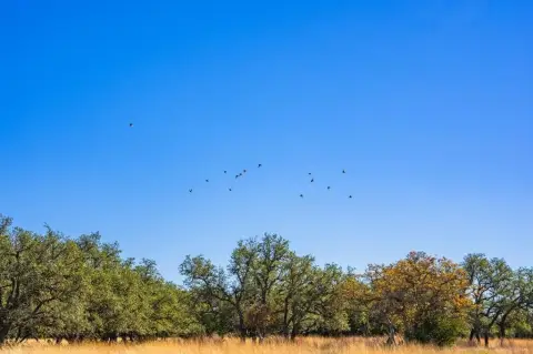 High-Fenced Hunting Land Acreage