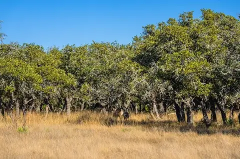 Buildable Oak-Studded Hunting Land