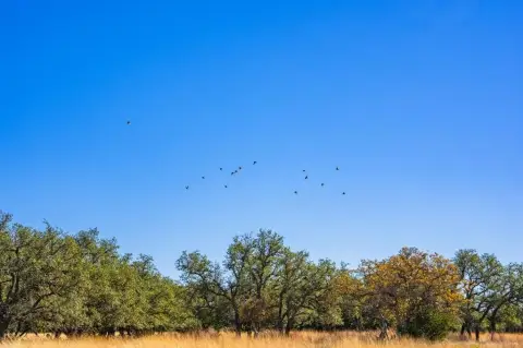 High-Fenced Hunting Tract with Mature Oaks