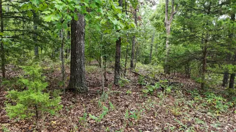 Hunting Land with Mature Timber