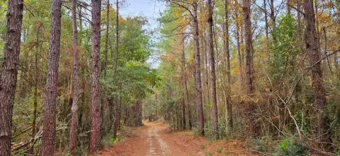 Waterfront Timber Land Parcel