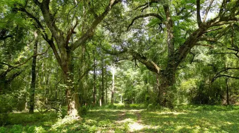 61-Acre Hunting Land with Live Oaks