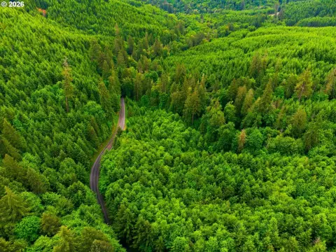 Forested Land Near Timber