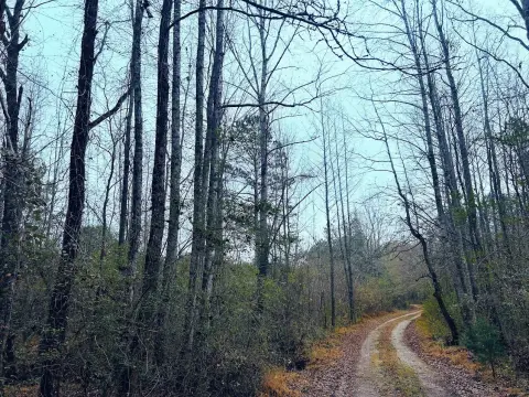 Land Tracts Near National Forest