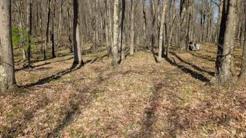 Wooded Parcel in Bitely, MI