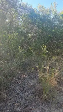 Undeveloped Land Tract
