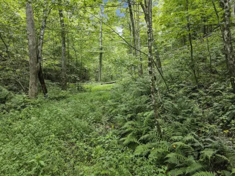 Wooded Recreational Land