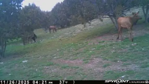 Hunting Land with Corral(s)