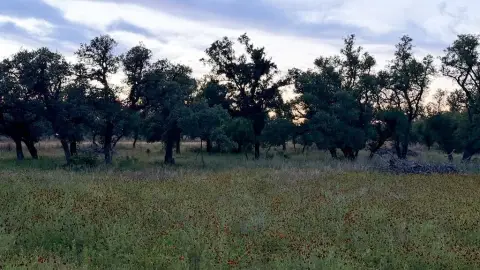Gated Ranch Land with Wet Weather Tank