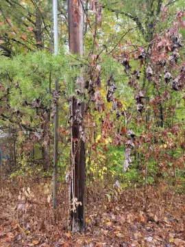 Residential Land in Corbin, KY