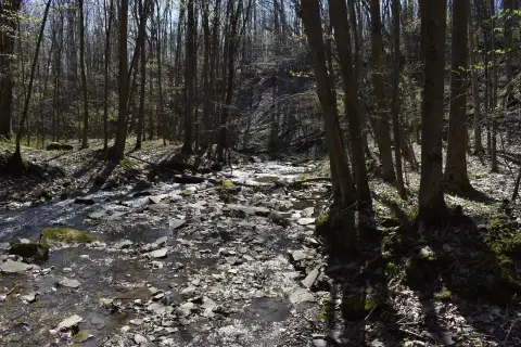 Forested Hunting Land with Creek Access