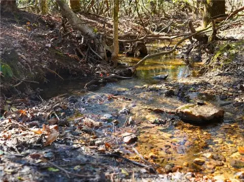 Wooded Land in Lowgap, NC