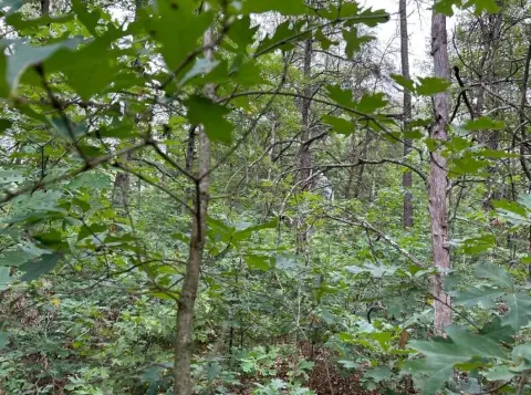 Wooded Land Near M37, Baldwin