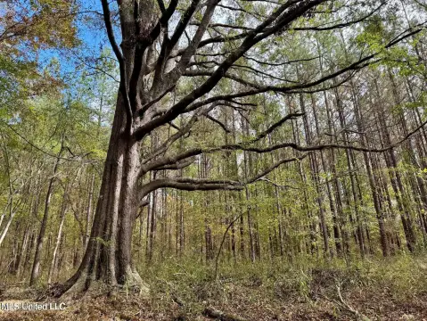 Prime Hunting Land in Gluckstadt