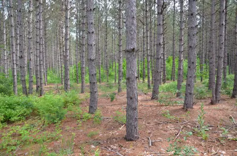 Wooded Hunting Land with Shared Pond