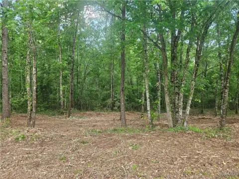 Land For Sale, Gordo, AL