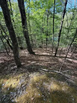 Otto, NC Wooded Lot
