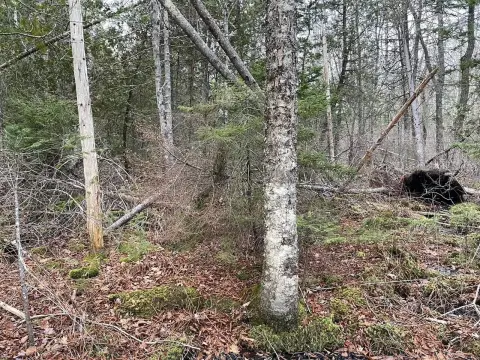 Spectacular Land Parcel in Northport