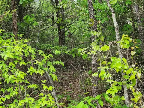 Wooded Hunting Recreation Land