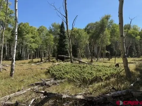 Treed Mountain Cabin Lot
