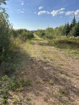 Forested Land Near Ishpeming