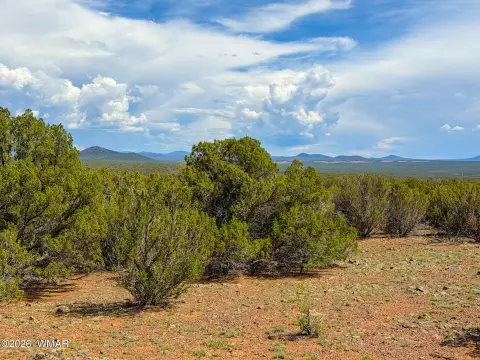 Residential Land Parcel with Pinyon Pines
