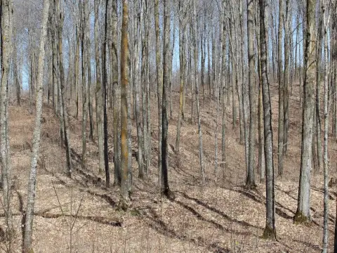 Mellen, WI Hardwood Timberland