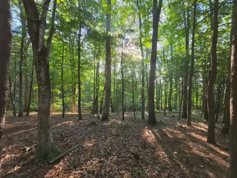Wooded Residential Development Lots
