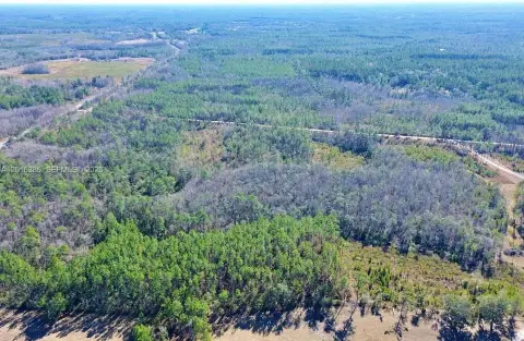 Wooded Land in Aucilla Plantation