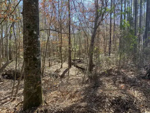 Texarkana Acreage with Mineral Rights