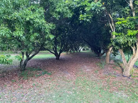 Income Producing Fruit Tree Farm