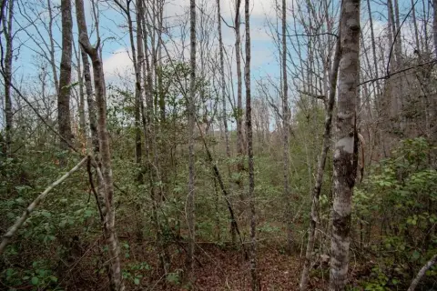 Wooded Lot in Quiet Location
