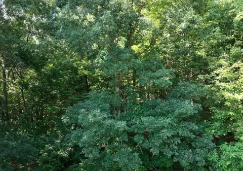 Wooded Land Parcel