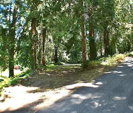 Forested Land Near McKenzie River