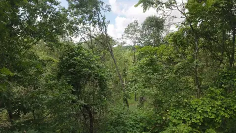 Wooded Hunting Land