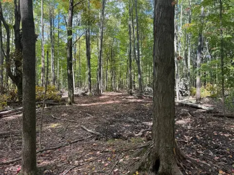 Recreational Land with Hunting Potential