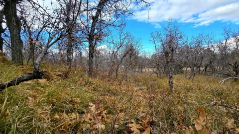 Serene Wooded Acre Homesite