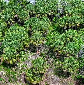 Vacant Lot in Palm Bay