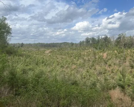 Hunting Timberland Tract