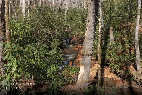 Serene Land in Cullowhee Forest