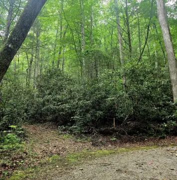 Wooded Lot Bordering National Forest