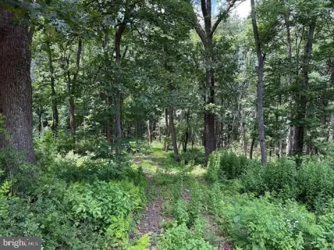 Wooded Land Parcel in Augusta