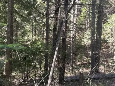 Wooded Mountain Land Parcel