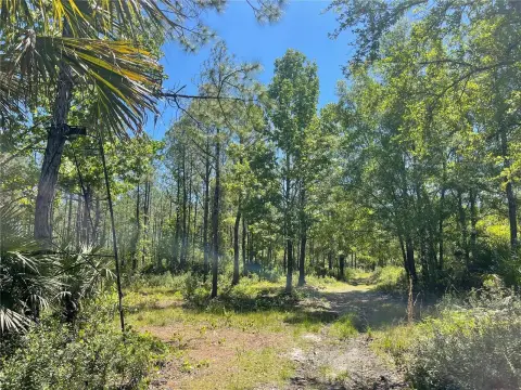 Mims Wooded Land Opportunity