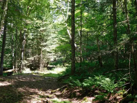 Recreational Hunting Land with Trail Access