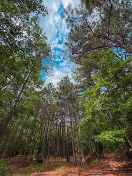 25 Acres of Piney Woods