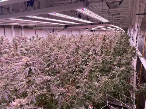 Indoor Cannabis Production Facility