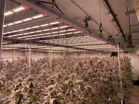 Tier 1 Indoor Cannabis Facility