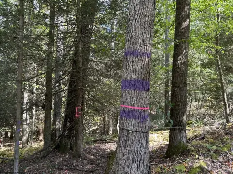 Private Wooded Land with Stream